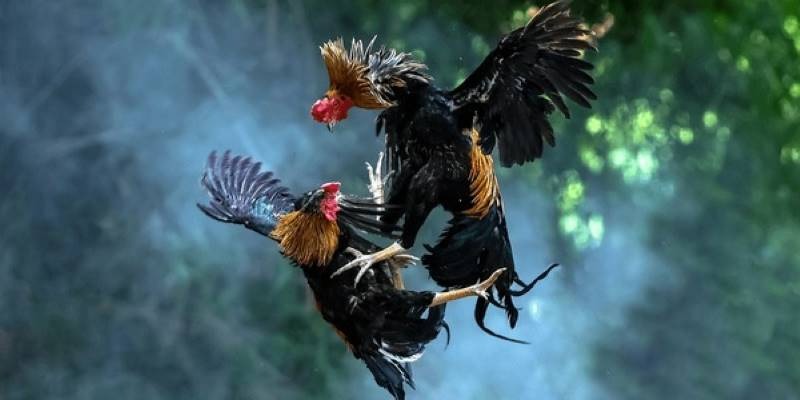 Trận đấu bắt đầu bằng khâu kiểm tra gà trước giờ đấu